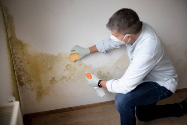 Best Biohazard Mold Removal  in Milford, OH
